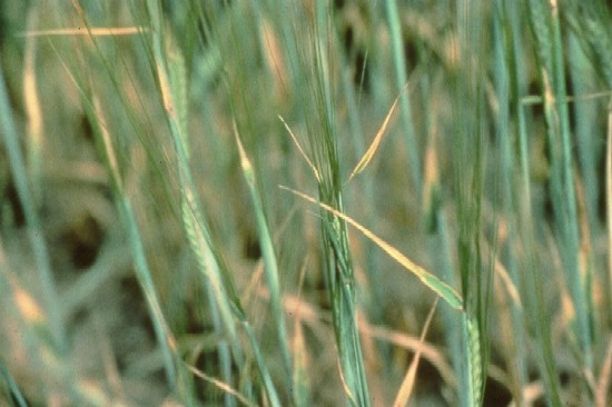 yellow brown leaf tips of copper deficienty wheat